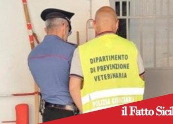 Catania.Scoperta stalla abusiva a Librino.Multato responsabile