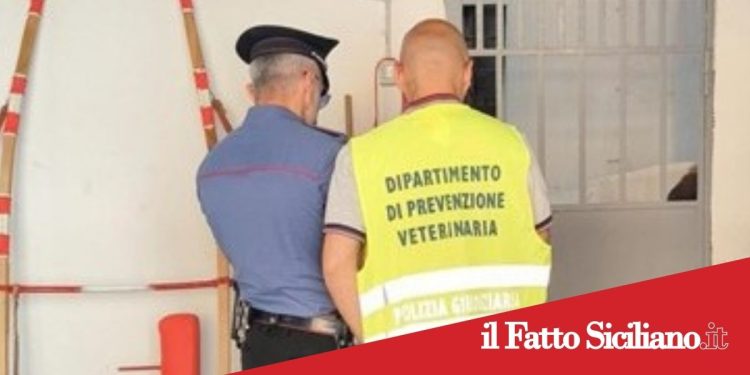Catania.Scoperta stalla abusiva a Librino.Multato responsabile