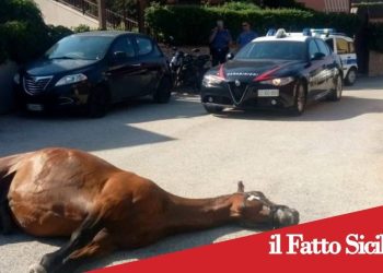 Adrano.Rinvenuta la carcassa di un cavallo in mezzo alla strada