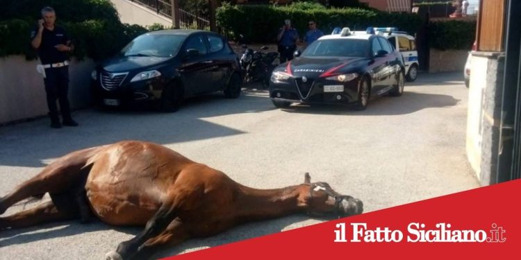 Adrano.Rinvenuta la carcassa di un cavallo in mezzo alla strada