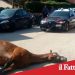 Adrano.Rinvenuta la carcassa di un cavallo in mezzo alla strada