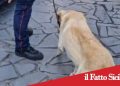 Catania. Controlli antidroga:un arresto e un denunciato