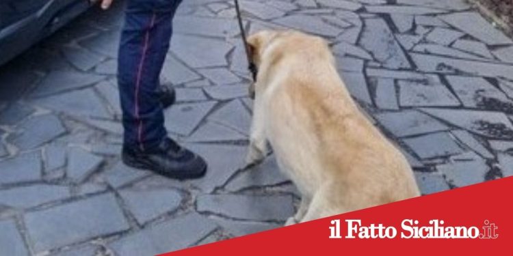 Catania. Controlli antidroga:un arresto e un denunciato