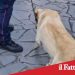 Catania. Controlli antidroga:un arresto e un denunciato