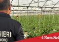 Enna. Caporalato: 4 arresti
