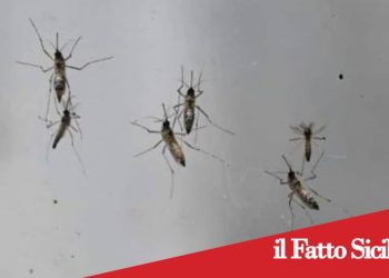 Enna. Allarme zanzare, il sindaco attiva il piano straordinario