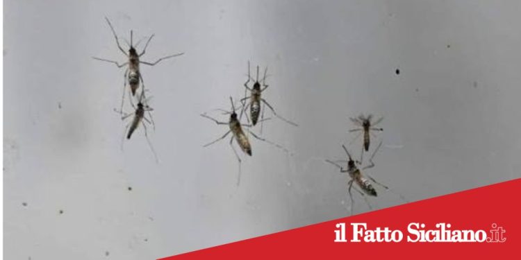 Enna. Allarme zanzare, il sindaco attiva il piano straordinario