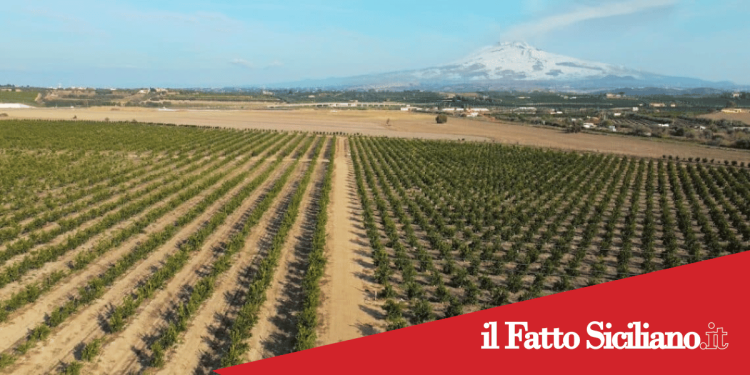 Catania. Furti e danneggiamenti nella piana di Catania