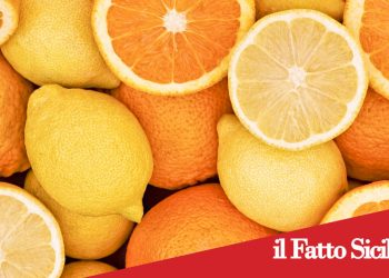 Acireale. Arrestato ladro seriale di limoni e arance