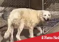 Orrore a Sciacca. Cuccioli muoiono per il caldo in terrazza