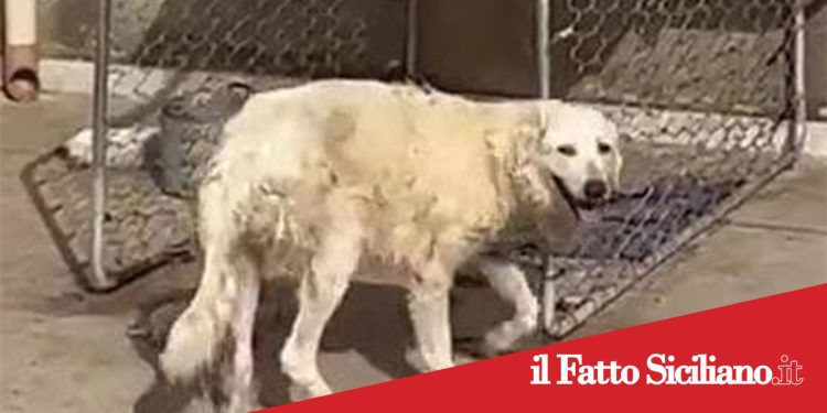 Orrore a Sciacca. Cuccioli muoiono per il caldo in terrazza