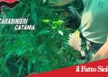 Paternò. Aveva allestito una serra per la Cannabis. Arrestato 50enne