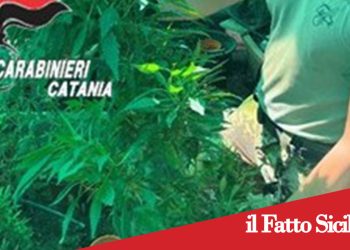 Paternò. Aveva allestito una serra per la Cannabis. Arrestato 50enne