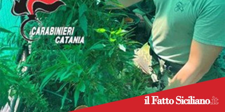 Paternò. Aveva allestito una serra per la Cannabis. Arrestato 50enne