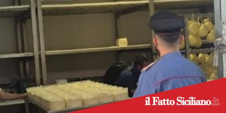 Maniace. Carenze igieniche nel caseificio: sospesa attività e maxi sanzioni