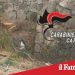 Catania. Ruba 40 chili di cavi in rame al Castello Ursino