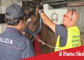 Catania. Teneva ricoverati puledro di soli 6 mesi e cavallo in una stalla abusiva