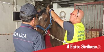 Catania. Teneva ricoverati puledro di soli 6 mesi e cavallo in una stalla abusiva