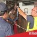 Catania. Teneva ricoverati puledro di soli 6 mesi e cavallo in una stalla abusiva