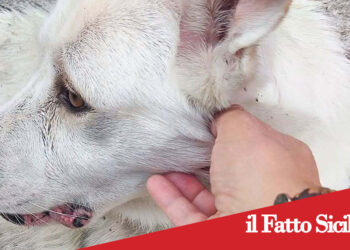Adrano. L’Enpa denuncia sospetti maltrattamenti e uccisione di due cani