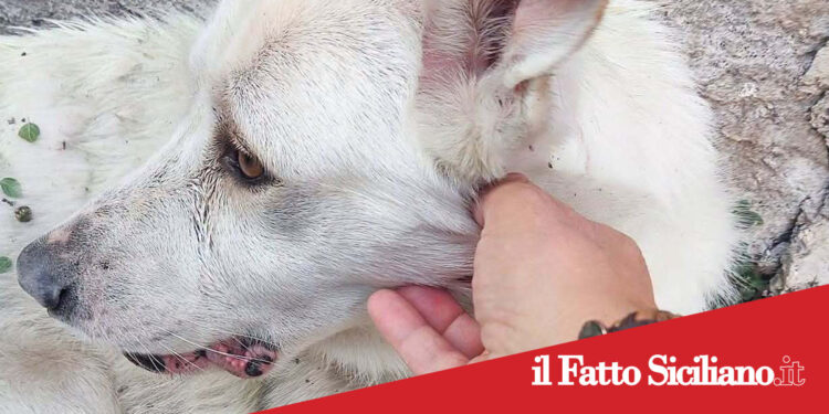 Adrano. L’Enpa denuncia sospetti maltrattamenti e uccisione di due cani