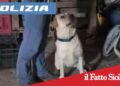 Paternò. Blitz antidroga, spacciava in una casa rurale:arrestato 21enne