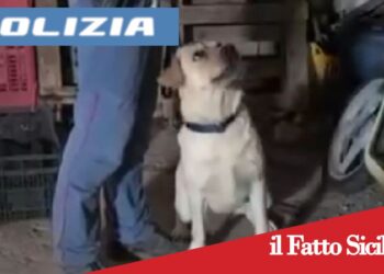 Paternò. Blitz antidroga, spacciava in una casa rurale:arrestato 21enne