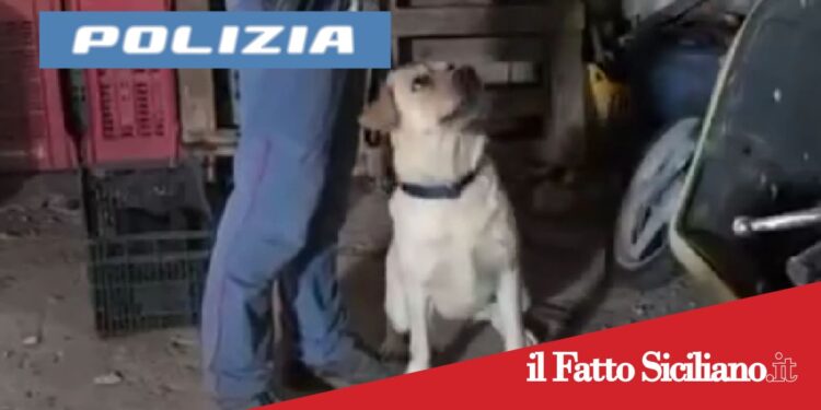 Paternò. Blitz antidroga, spacciava in una casa rurale:arrestato 21enne