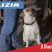 Paternò. Blitz antidroga, spacciava in una casa rurale:arrestato 21enne