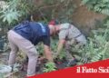 Prov.Catania.Scoperte e sequestrate 25 piante di cannabis:denunciato 32enne