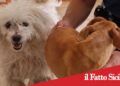 Prov.Catania. Trovati due cani chiusi in un appartamento disabitato: tre denunciati