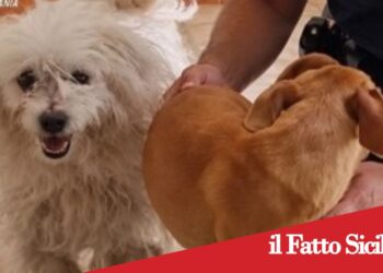 Prov.Catania. Trovati due cani chiusi in un appartamento disabitato: tre denunciati