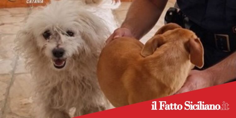 Prov.Catania. Trovati due cani chiusi in un appartamento disabitato: tre denunciati