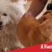 Prov.Catania. Trovati due cani chiusi in un appartamento disabitato: tre denunciati