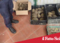 Prov.Catania .Sequestrate 102 tartarughe in un’abitazione:denunciato il proprietario