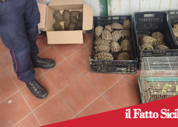 Prov.Catania .Sequestrate 102 tartarughe in un’abitazione:denunciato il proprietario