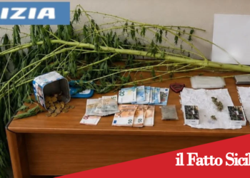 Catania. Ai domiciliari coltivava e spacciava marijuana