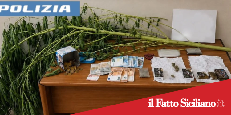 Catania. Ai domiciliari coltivava e spacciava marijuana