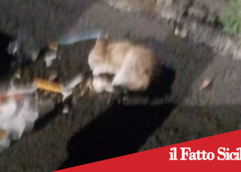Adrano. Secondo TSO per il “killer dei cani”