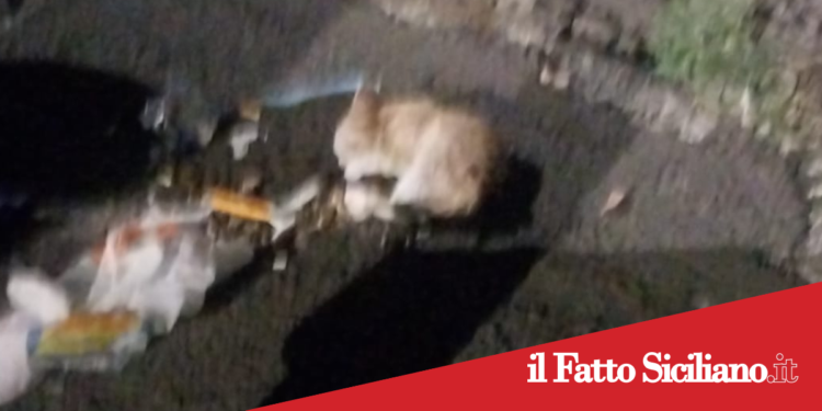 Adrano. Secondo TSO per il “killer dei cani”
