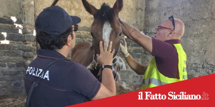 Catania. Scoperta stalla abusiva
