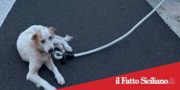 Ragusa. Salvato cane randagio in autostrada