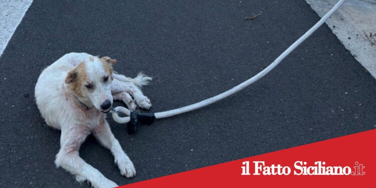 Ragusa. Salvato cane randagio in autostrada