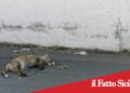 Adrano, volpe uccisa in contrada Pulica