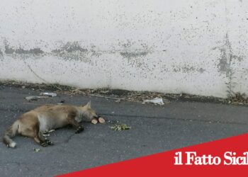 Adrano, volpe uccisa in contrada Pulica