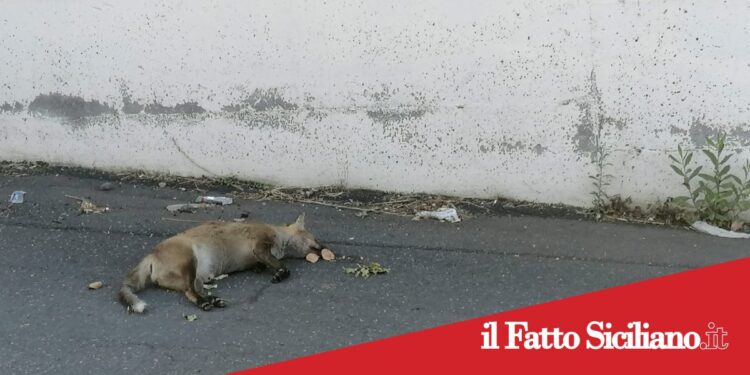 Adrano, volpe uccisa in contrada Pulica