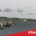 Adrano, volpe uccisa in contrada Pulica