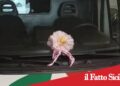 S.M.di Licodia, bimba nasce in casa: non succedeva da 60 anni